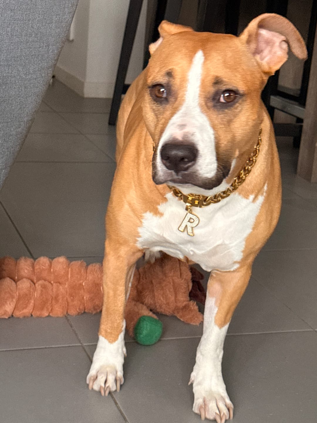 Customer photo review of Cuban Link Chain Dog Collar - Gold