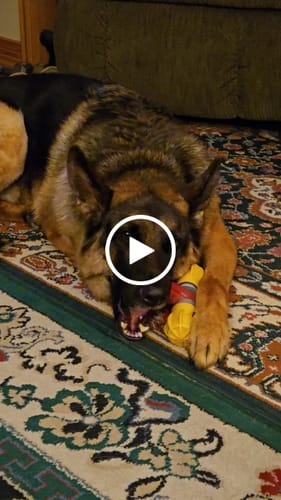 Customer video review of Strawberry Yak Chews One Size Fits All