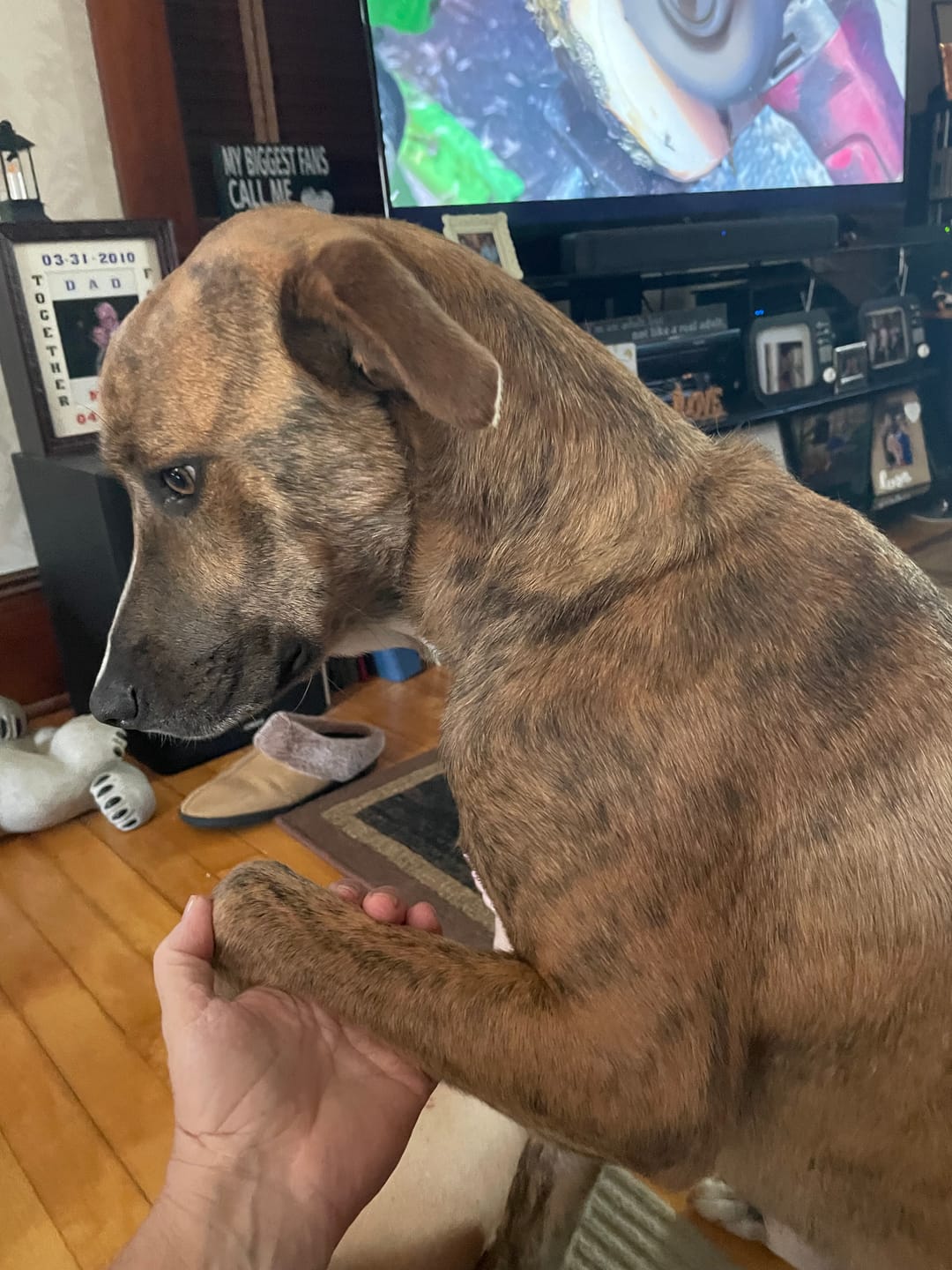 Customer photo review of furMe™️ Grooming Vacuum Black Filter Only Replacement Pack (8 Qty)