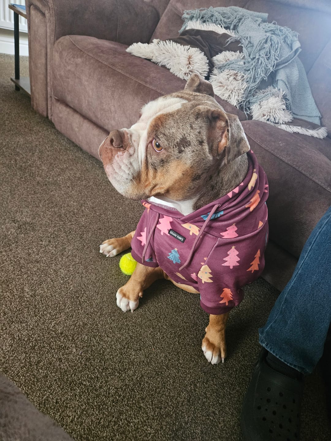 Customer photo review of Christmas Dog Hoodies