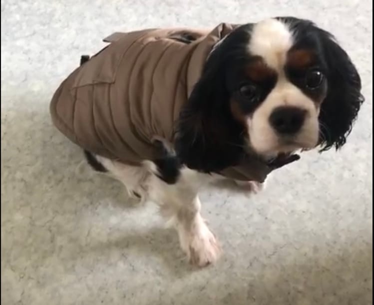 Customer photo review of Workdog Insulated Utility Jacket - Navy