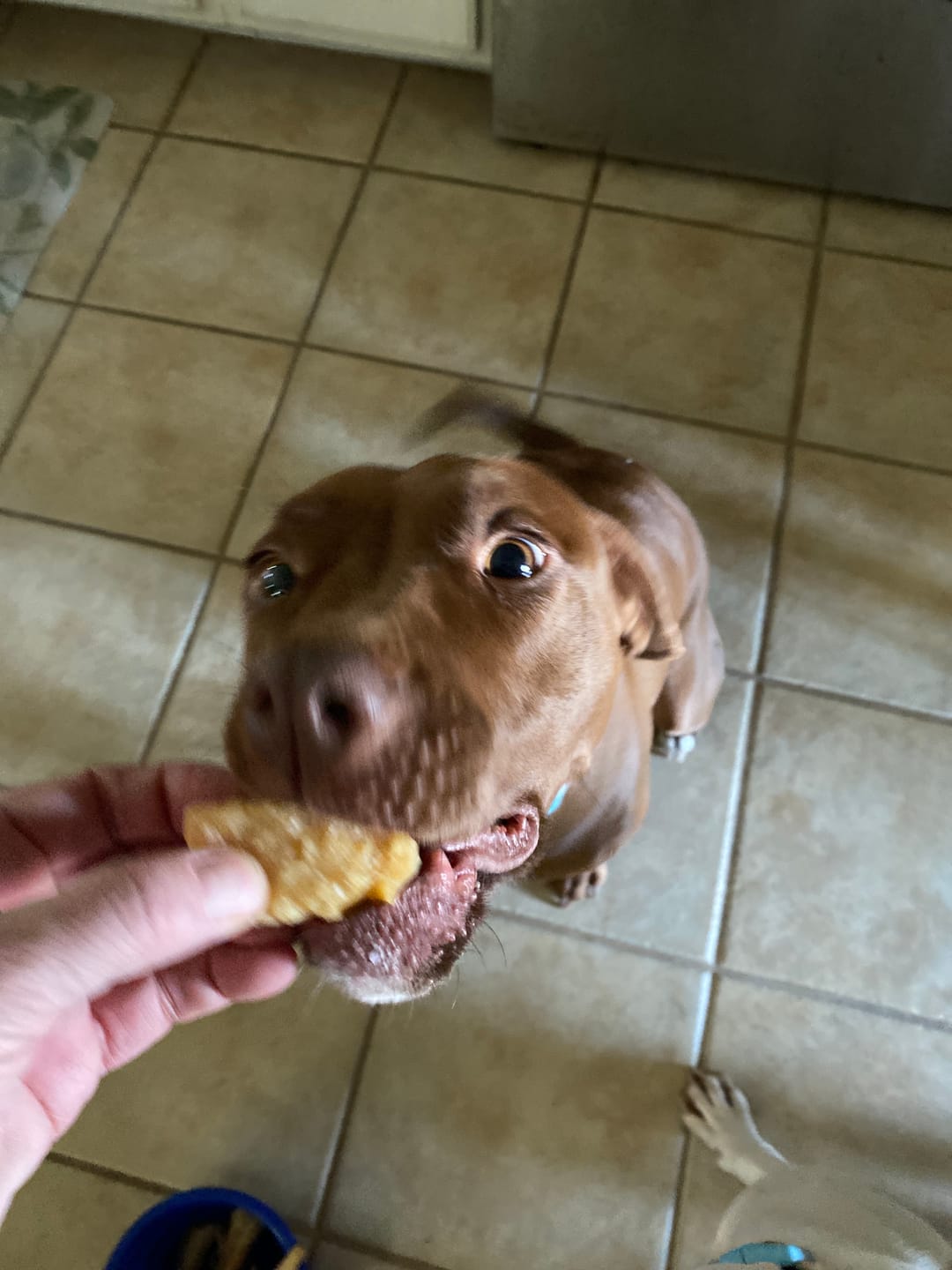 Customer photo review of Himalayan Yak Cheese Chew Dog Treat