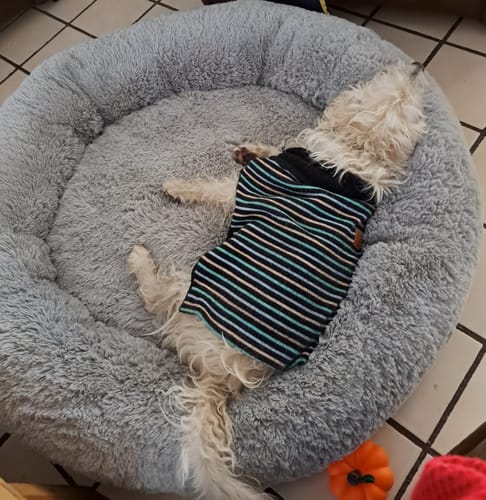 El perro de un cliente duerme estirado en la espaciosa y suave Cama Antiestrés para Perros gris.