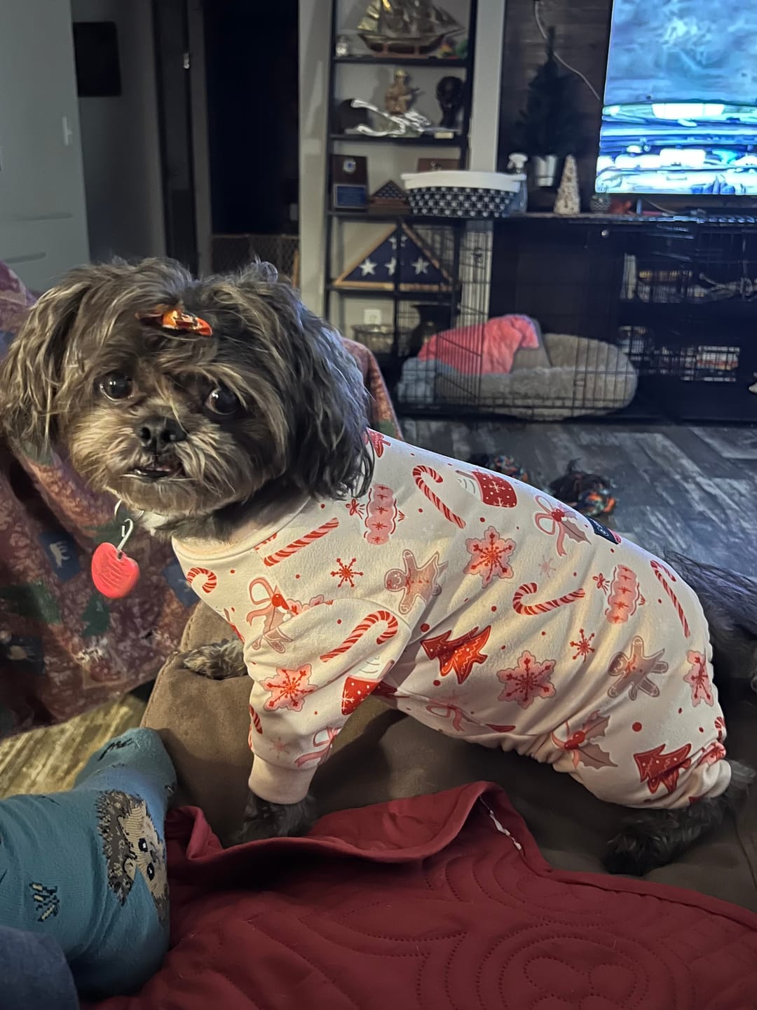Customer photo review of Dog Christmas Pajama - Candy Cane