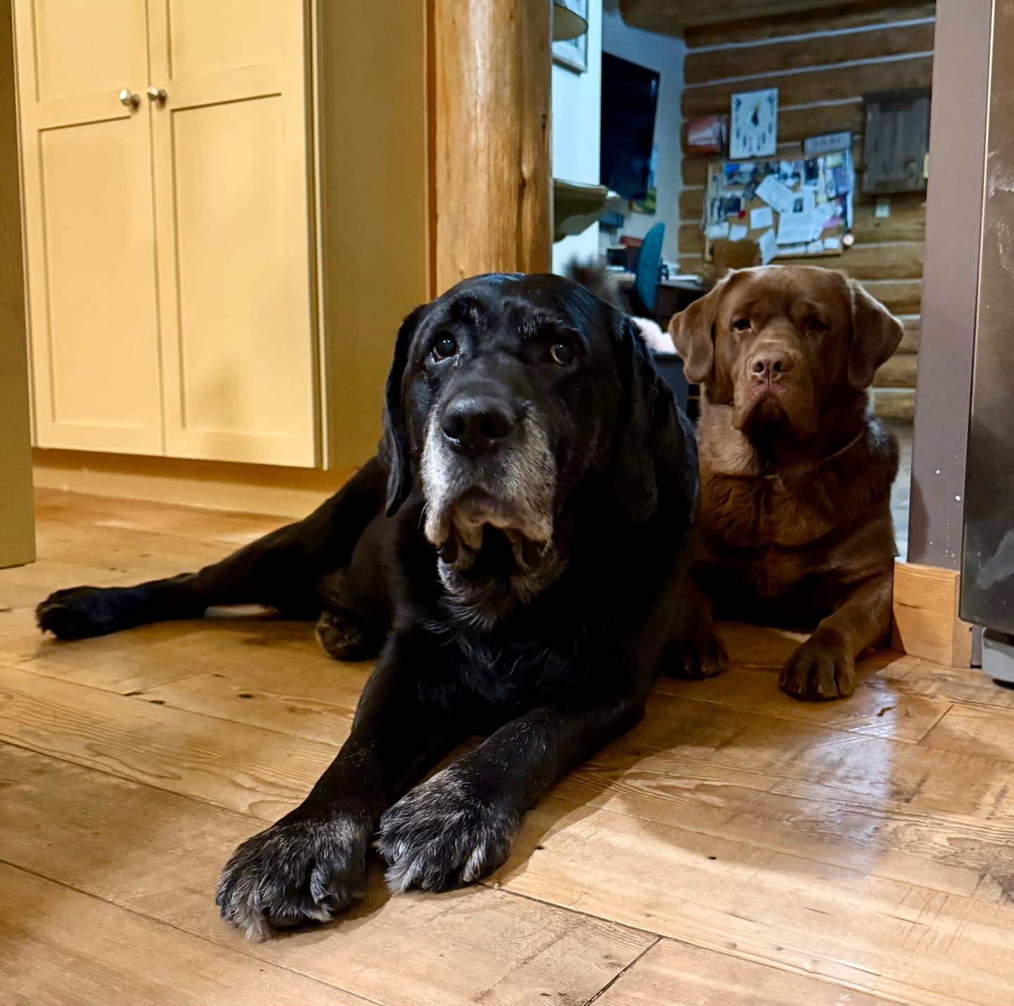 Customer photo review of 6 Inch Thick Braided Bully Stick