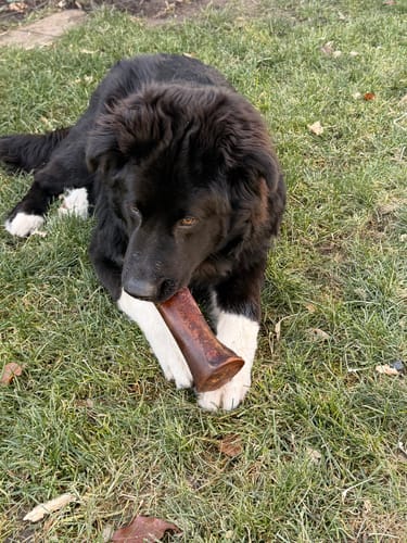 Customer's large black dog lying on the grass and chewing a Smoked Beef Marrow Bone.