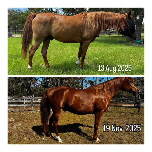 Customer photo review of Digestive HP