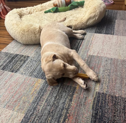 Customer's dog lies on a rug chewing a Regular Himalayan Yak Chew.