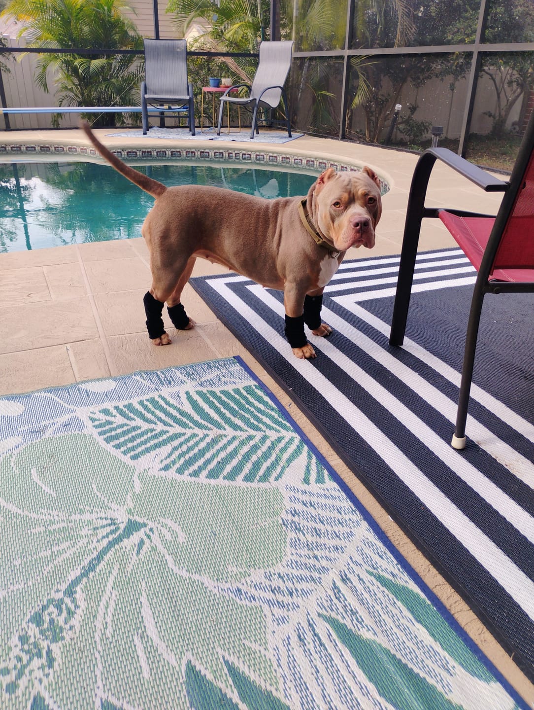 Customer photo review of Stretchy Fleece Dog Leg Warmer Sleeves - Black