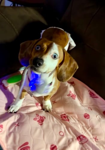 Customer's cute dog sitting on a pink patterned Potty Buddy Potty Pad.