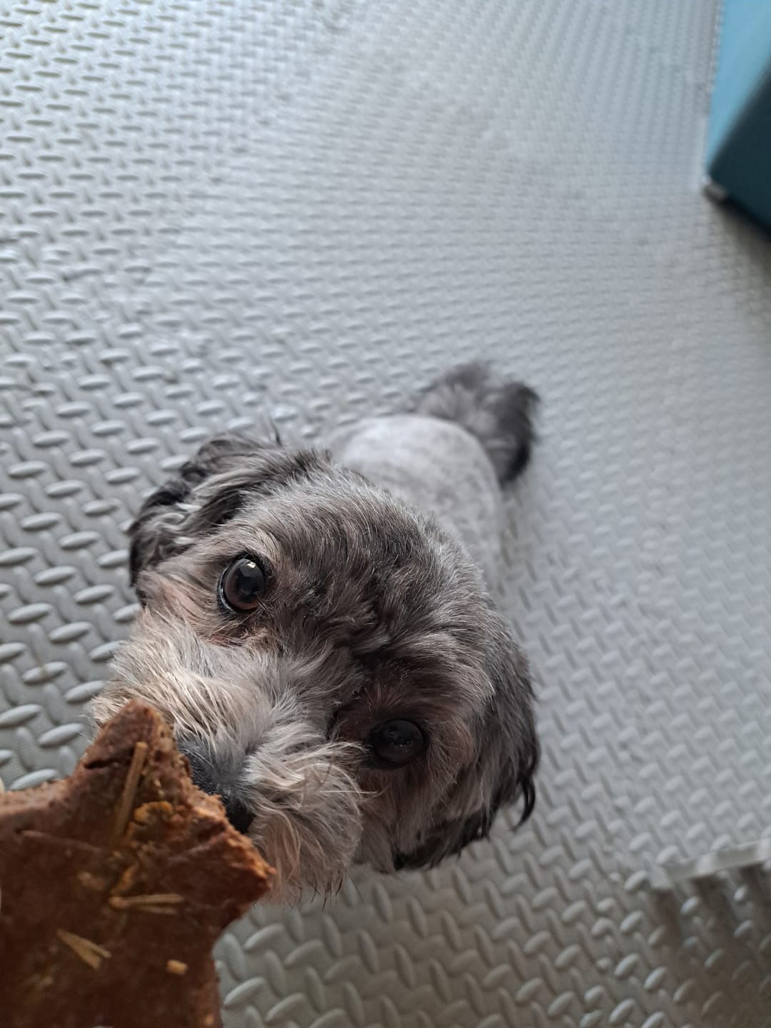 Customer photo review of Zoete Pieper Pups (Graanvrij) | Kleine hondenkoekjes