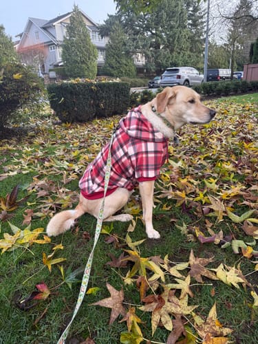 Customer's dog sitting in autumn leaves wearing the warm Red Plaid Dog Hoodie.