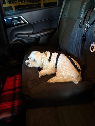Customer photo review of Car Seat Cover