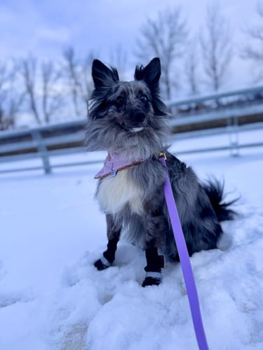 Customer photo review of Mystery Box - Dog