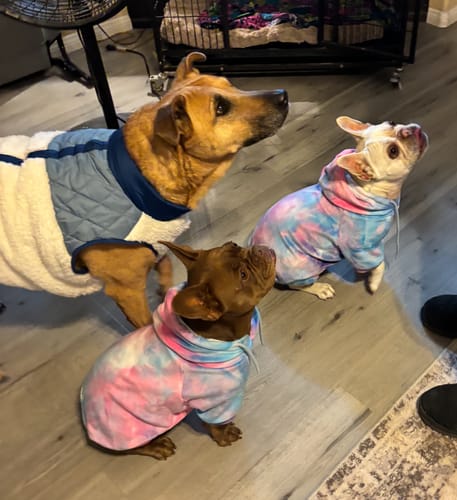 Close-up of the reviewer's two dogs in colorful Velvet Dog Hoodies looking up expectantly with a larger dog.
