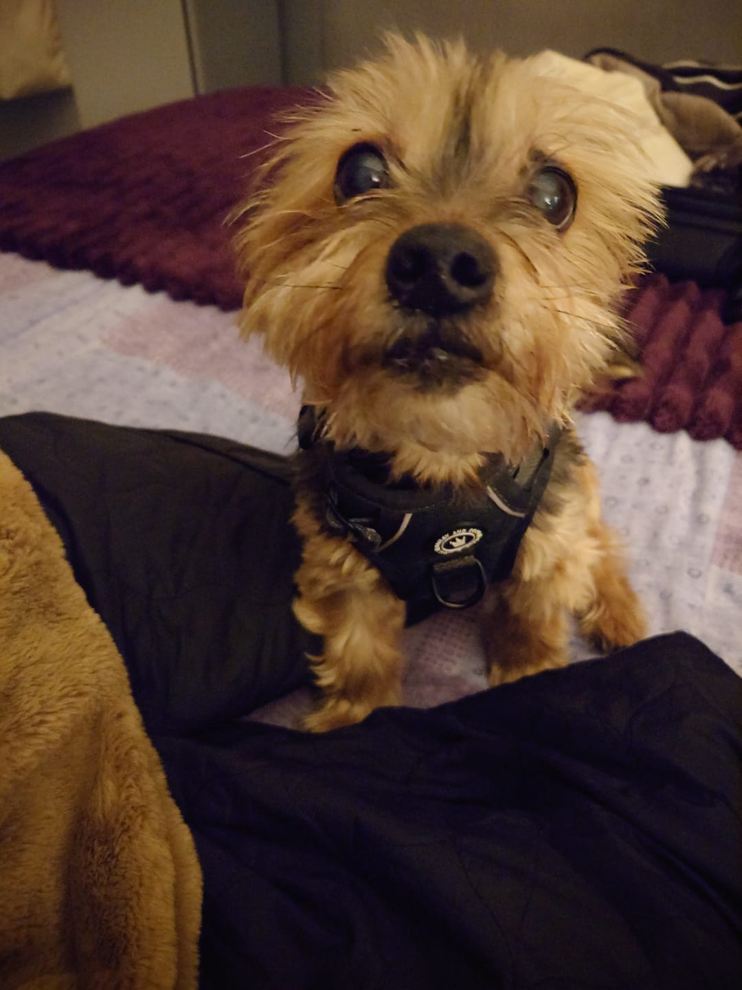 Customer photo review of Trail & Glow Tweed Dog Harness - Forest Tweed