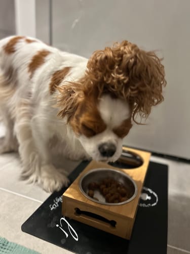 Customer photo review of Pack de sauces multisaveurs (Chien adulte)