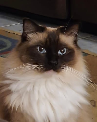 Customer photo review of 3 Month Supply - 2 Cats