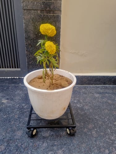 Customer photo review of United Crafts Rozy Wheel Pot Stands for Planters