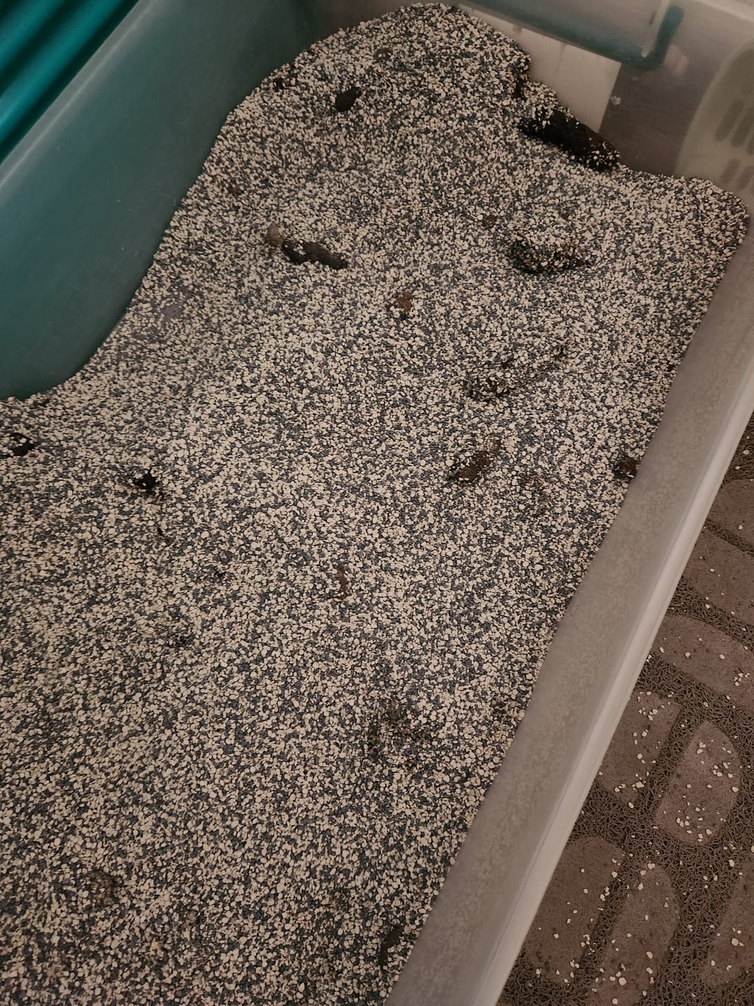Customer photo review of Arena Minino 32kg - Carbón Activado [Nueva]