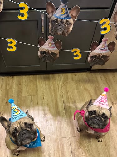 Customer photo review of Lite Personalized Dog Party Pack