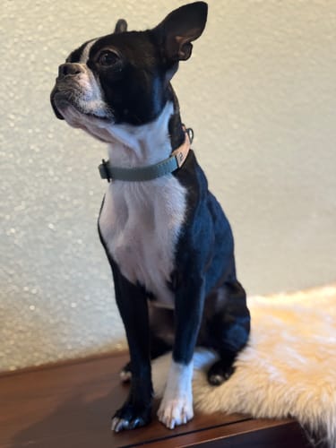 Customer photo review of Sage Collar - Recycled Ripstop