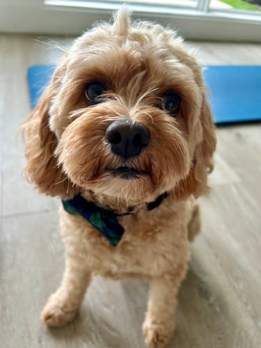 Customer photo review of Blue and Green Tartan Plaid Christmas Bow Tie for Dog Collar or Cat Collar