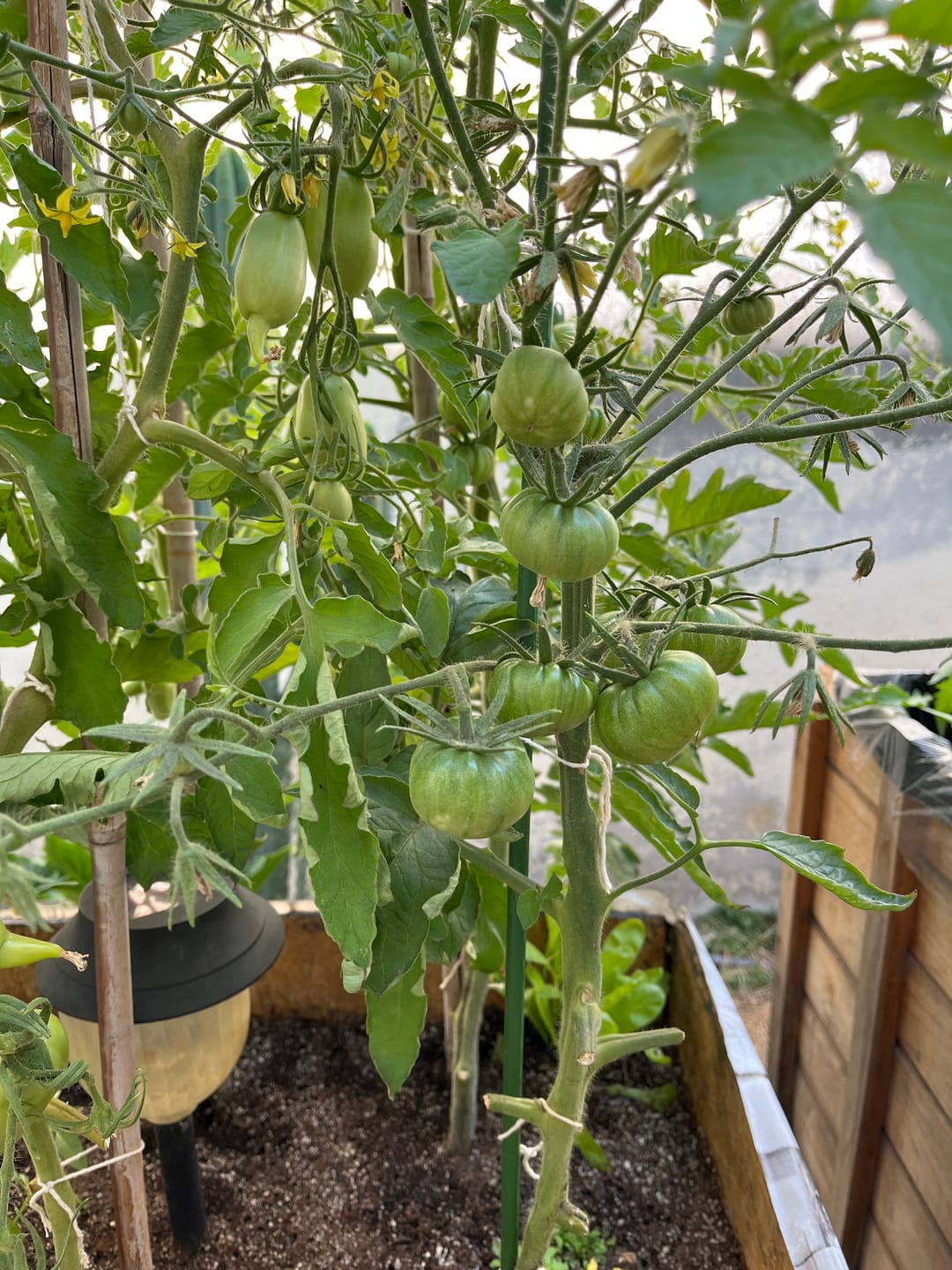 Customer photo review of Sustrato Premium Huertos y Jardines – 20 y 40 L
