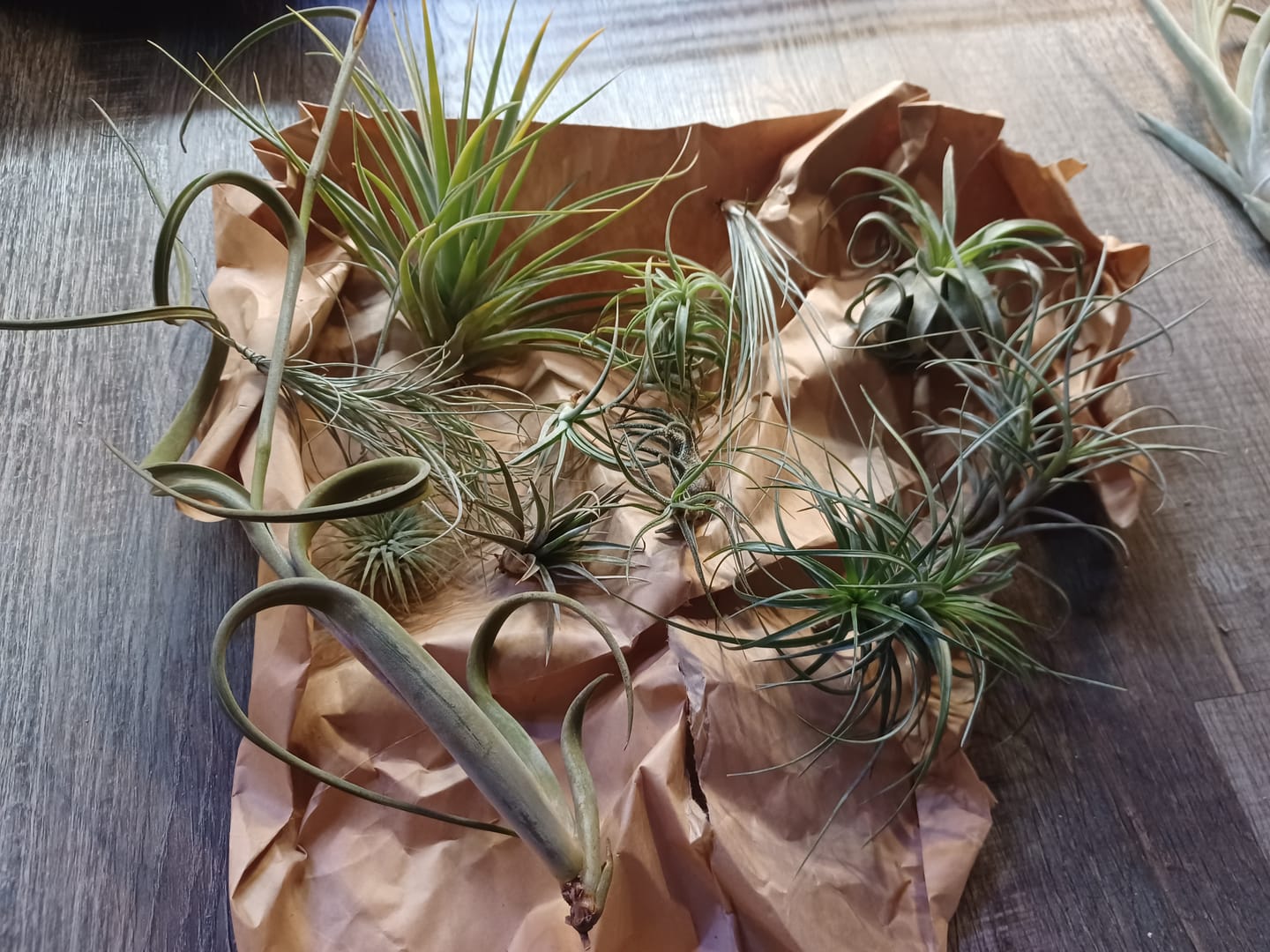 Customer photo review of B Quality Greenhouse Mix 10 Plant Pack