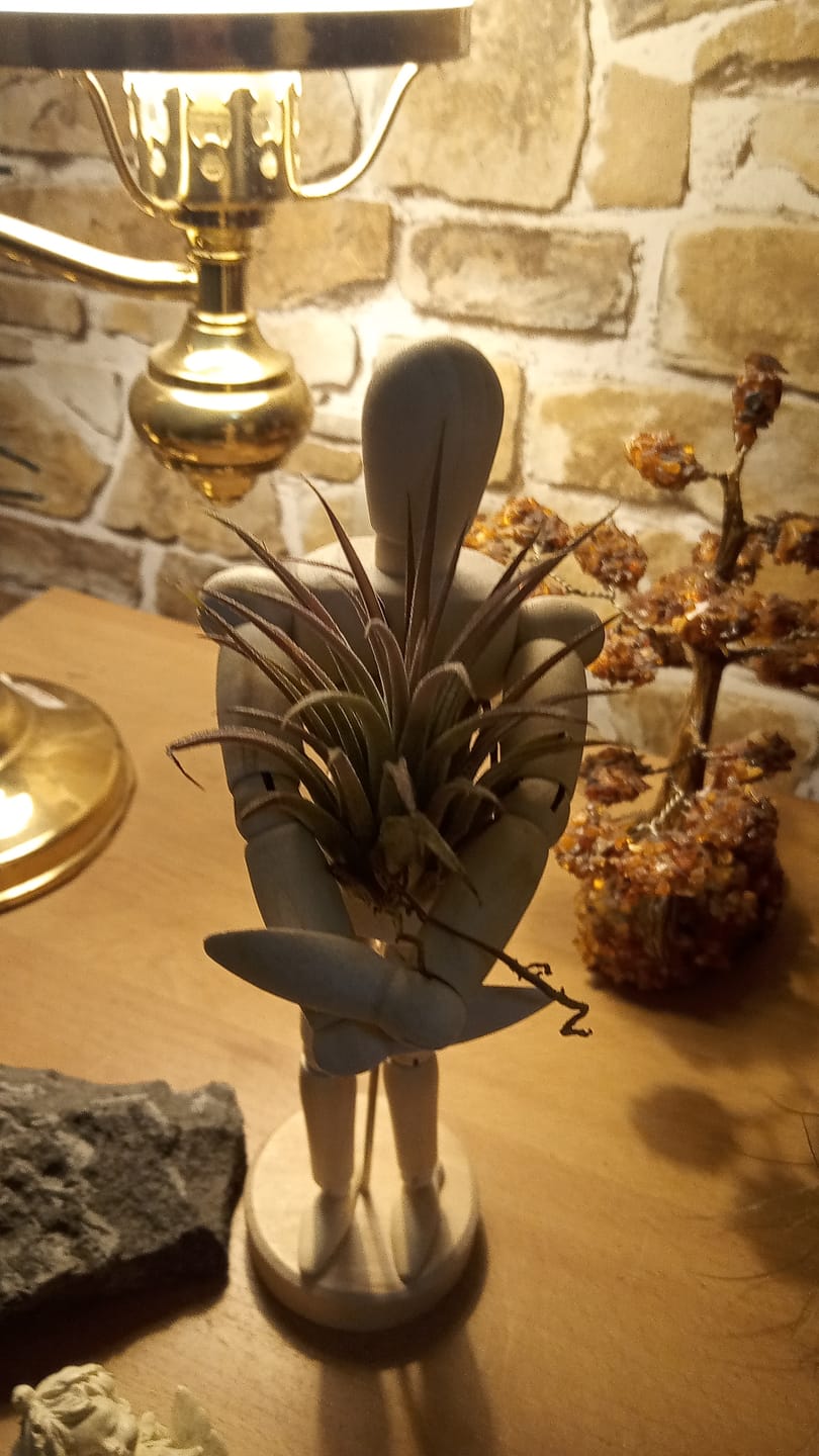 Customer photo review of Tillandsia ionantha 'Red Marble'