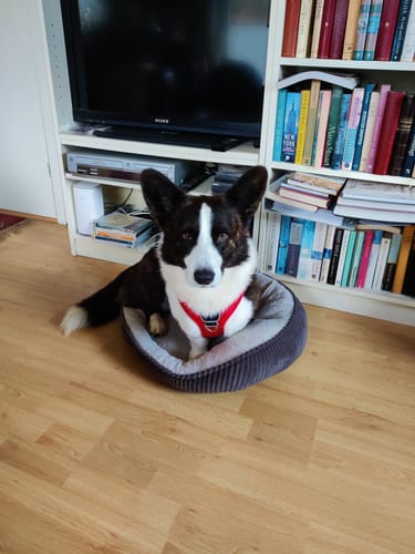 Anmelders hund sidder i sin hundekurv iført den røde Comfort Walk Pro™ hundesele.