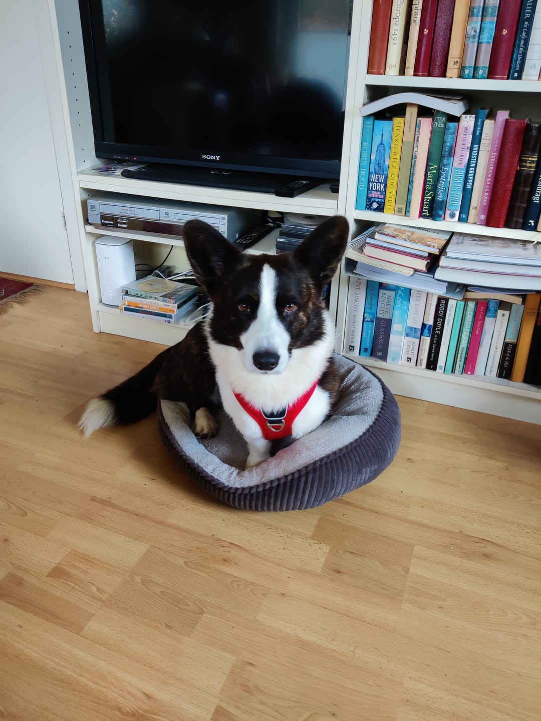 Customer photo review of Dog Copenhagen Comfort Walk Pro™ hundesele Classic Red