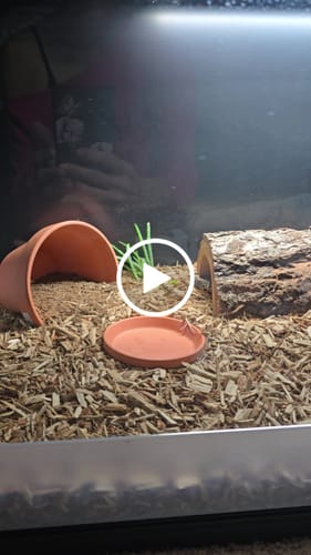 Customer video review of 120 Gallon Bearded Dragon Enclosure 4x2x2