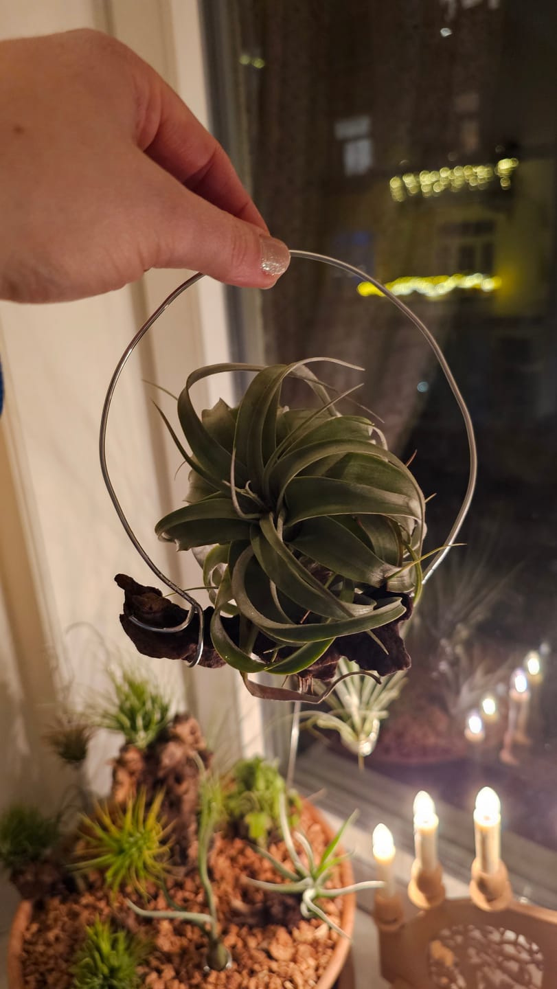 Customer photo review of Tillandsia streptophylla