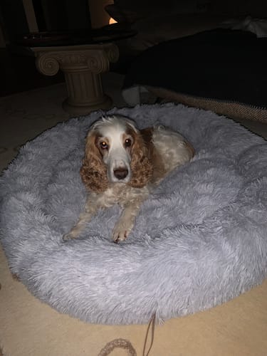 Customer photo review of Belune® Hundebett mit waschbarem Bezug