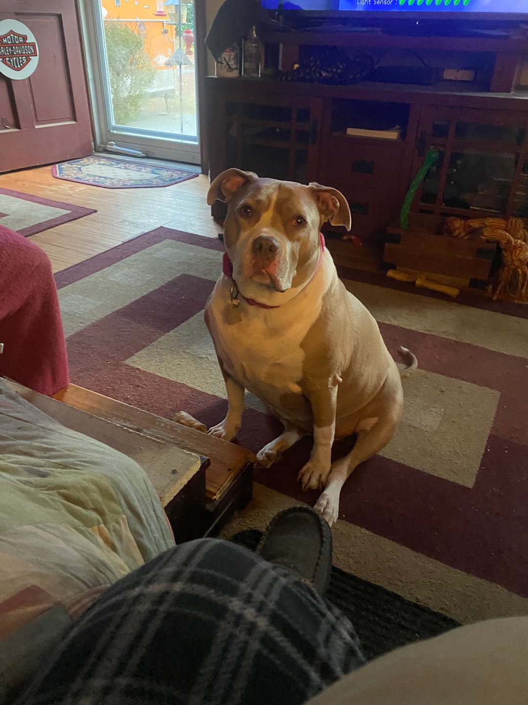 Customer photo review of Stick a Day Dogs | Mix of Chicken & Beef Flavor | Specially Formulated 7-in-1 Functions Daily Real Meat Snacks for Dogs | Healthy Tasty Treat & Pet Vitamins & Supplements Combination (Pack of 28 Sticks)