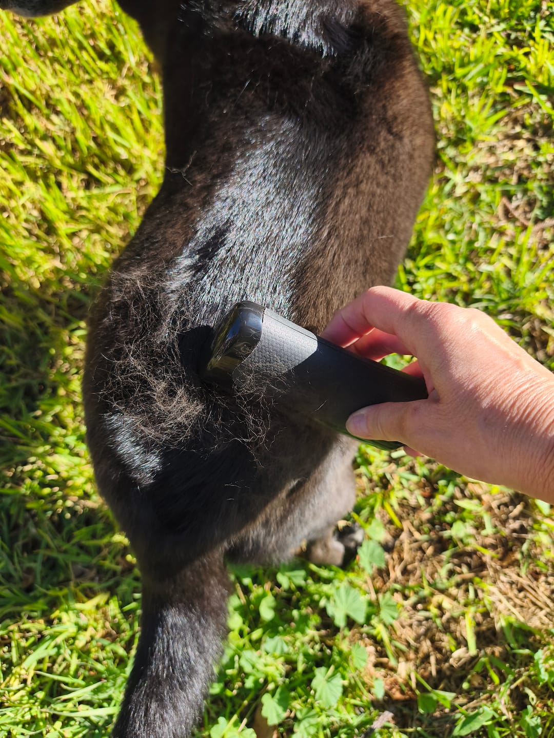 Customer photo review of Pet GroomPro™