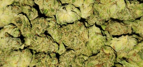 Customer photo review of Gorilla Glue - 28 Grams Littles - Indica