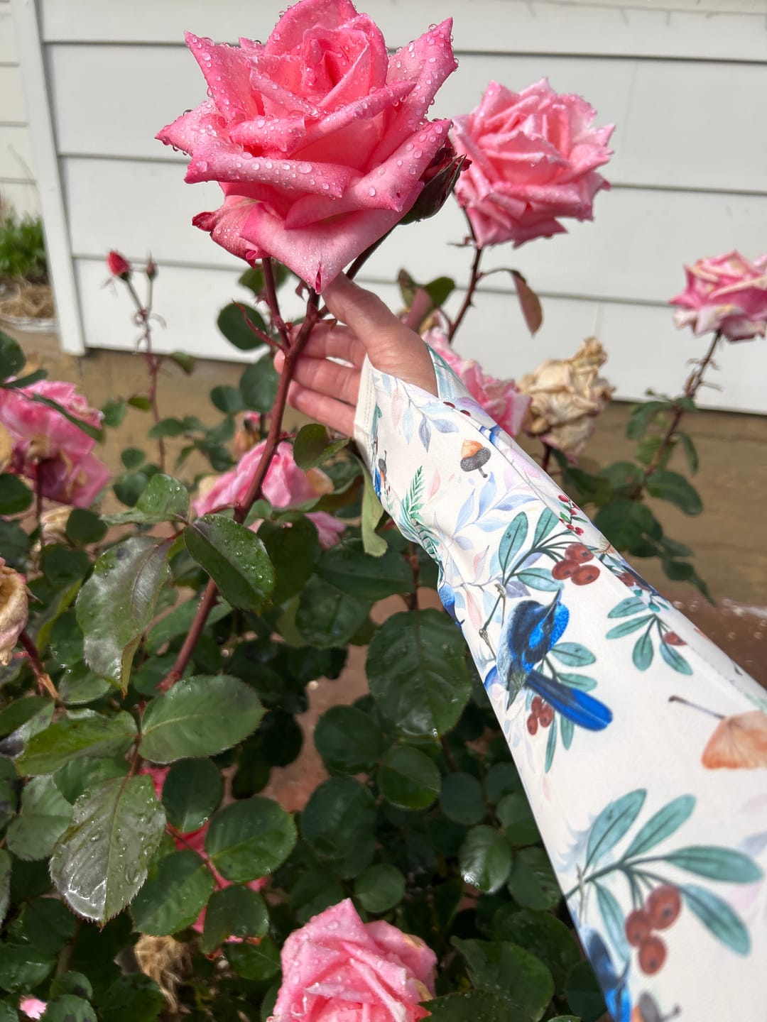 Customer photo review of Gardening Protection Sleeves - Blue Wren Cream