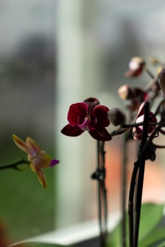 Nahaufnahme einer einzelnen, dunkelroten Blüte der Cartagena-Orchidee eines Kunden vor unscharfem Hintergrund.