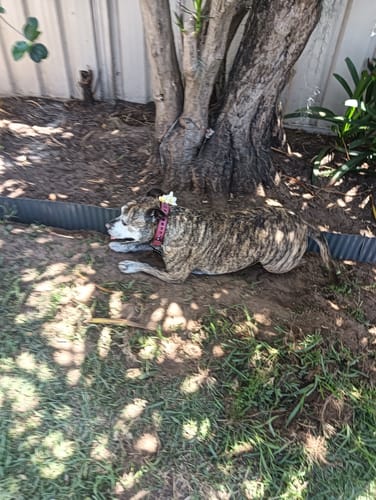 Customer photo review of Hand Made Leather Dog Collar - Ruthless Pink & Black (Slim Fit)