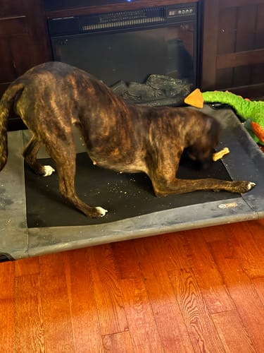Customer's large brindle dog in a play bow position, chewing on a Himalayan Yak Chew on its bed.