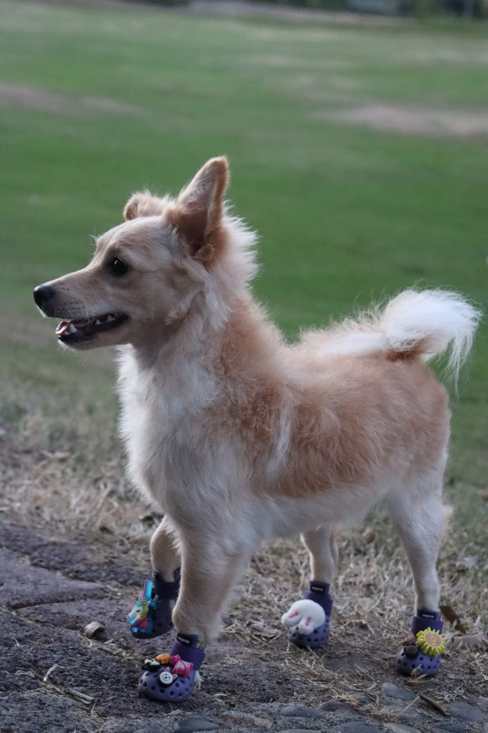 Customer photo review of WagWellie® Mojave Single