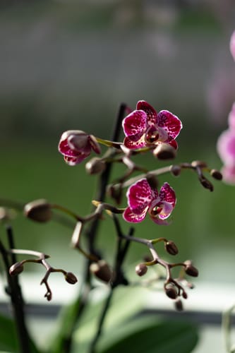 Kundenbild der Orchidee Coco Purple Rain mit schönen, lila-gefleckten Blüten und geschlossenen Knospen.