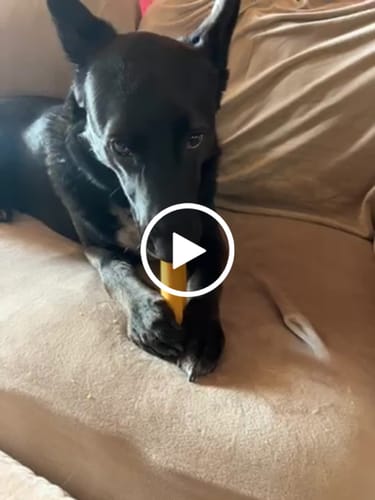 Customer video review of Pumpkin Yak Chews