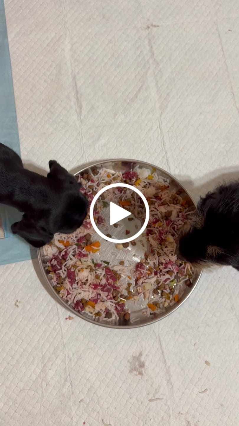 Customer video review of Beef for Dogs