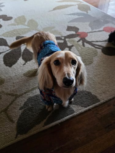 Customer photo review of Playa Poncho – Mystery Color (Bella, Charlie, or Fun Edition)