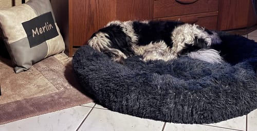 Customer photo review of Puppery Hundebett Wolke 7 - Das Original