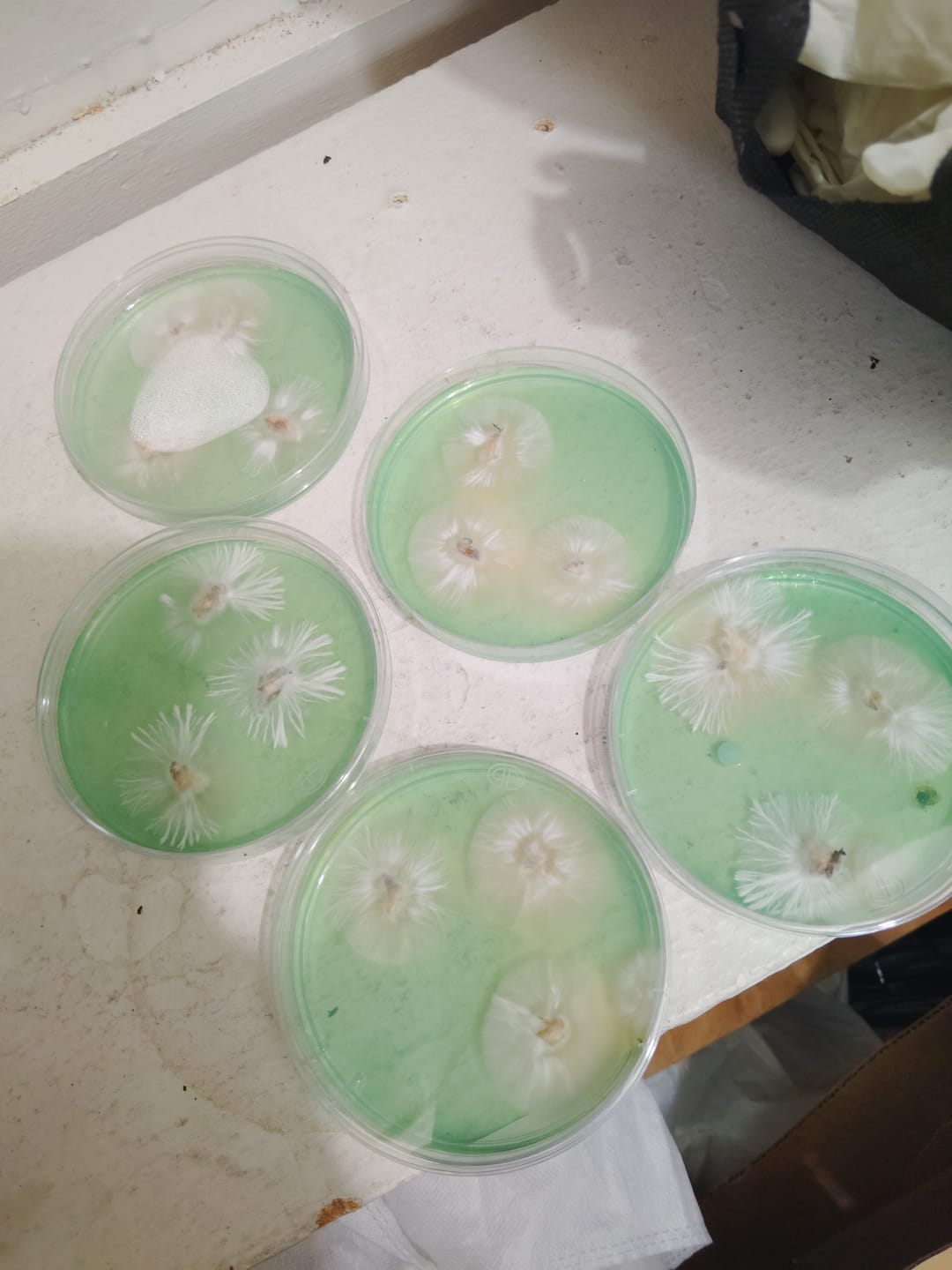 Customer photo review of Premium Sterilized Malt Extract Agar Plates - 5 Pack