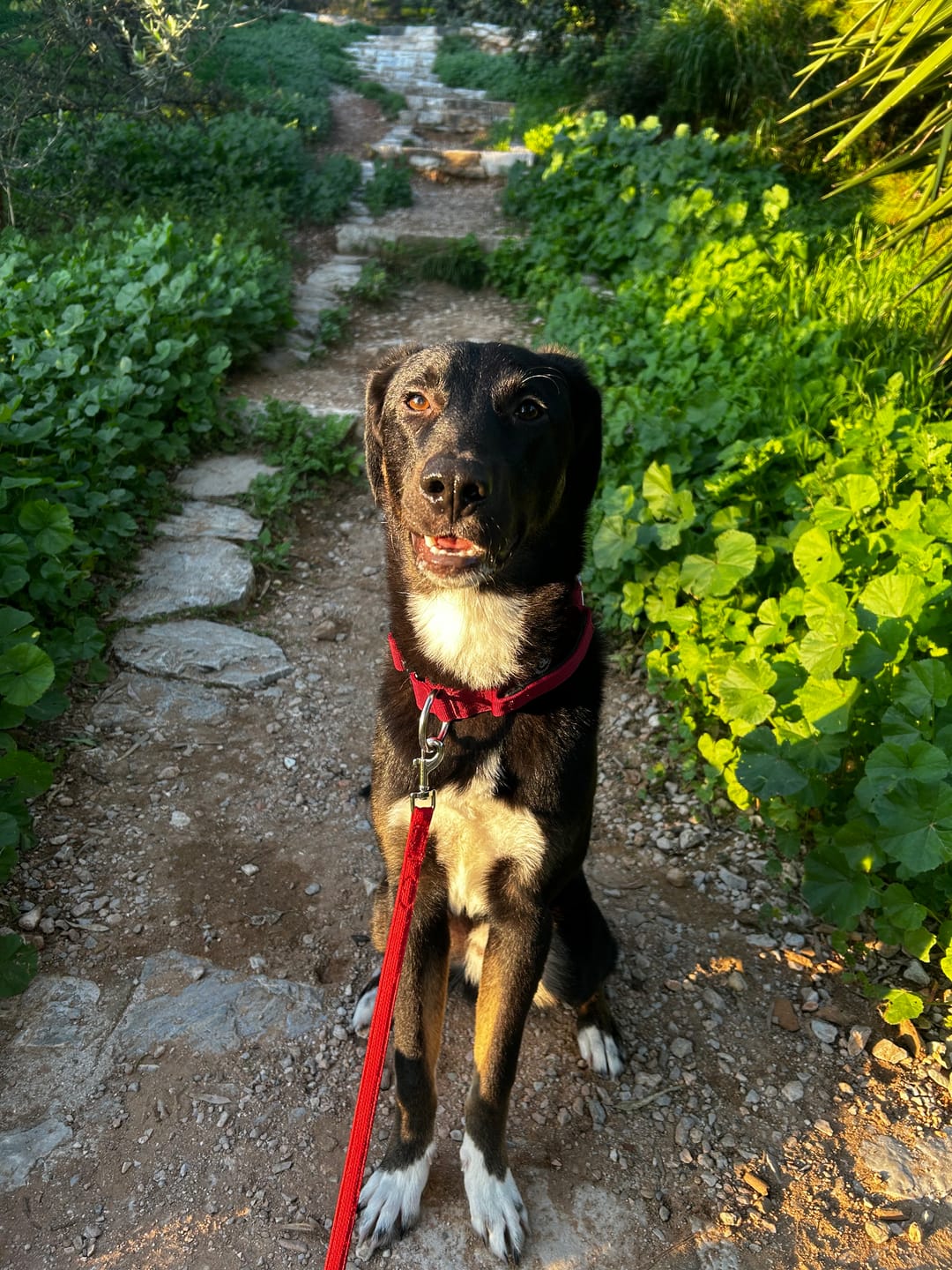 Customer photo review of 4cm Combat® Collar | Handle & Rated Clip - Burgundy